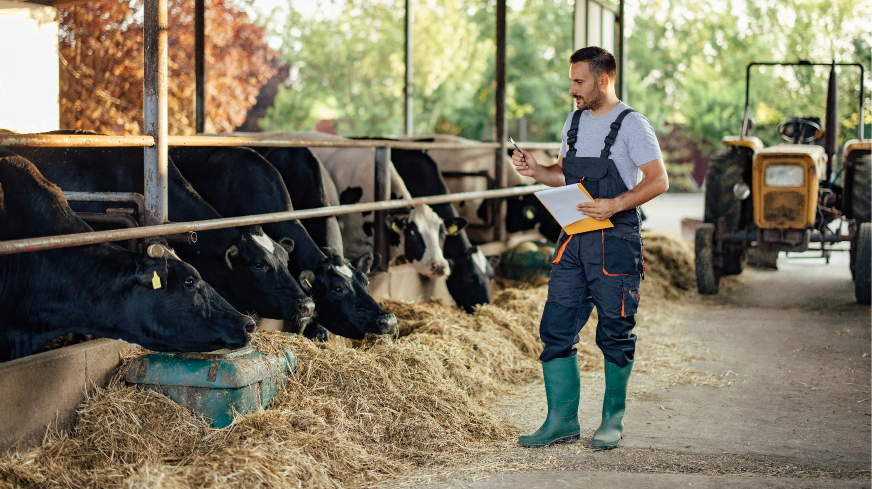 A farm worker checks on their cattle