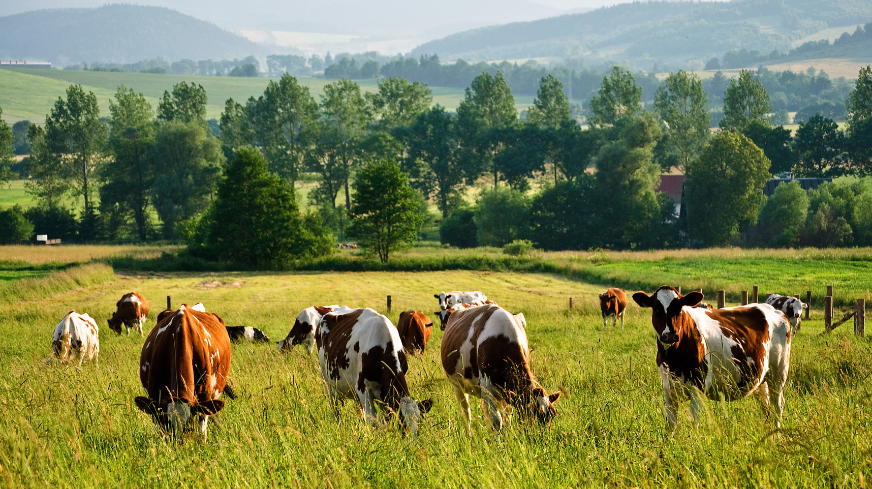 A farm worker checks on their cattle